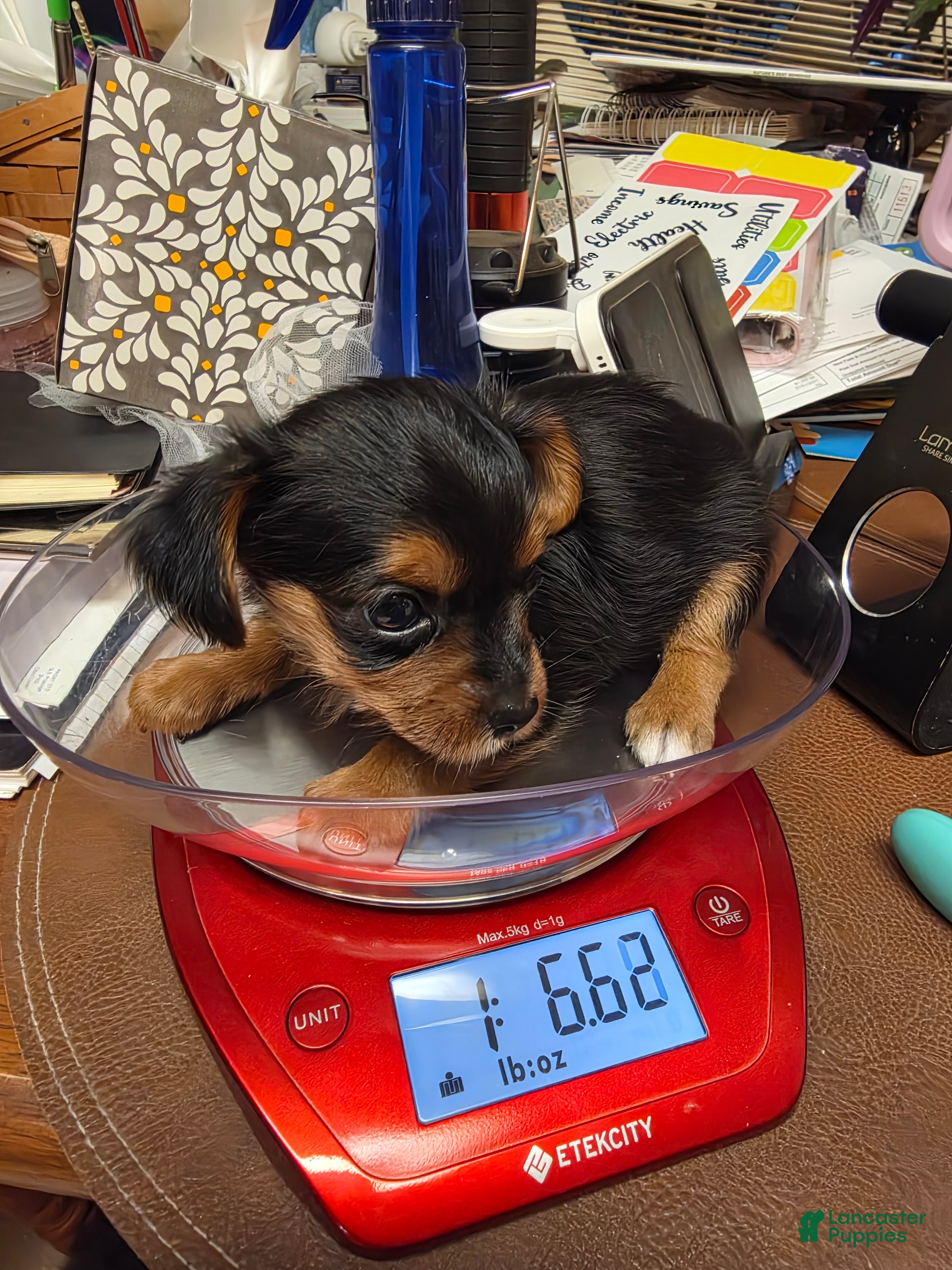 Yorkshire Terrier dogs for sale: Yorkshire Terrier Traditional male #1 - Ad 2