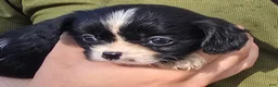 Cavalier King Charles Spaniel dogs for sale: Princess black and white - Ad 4