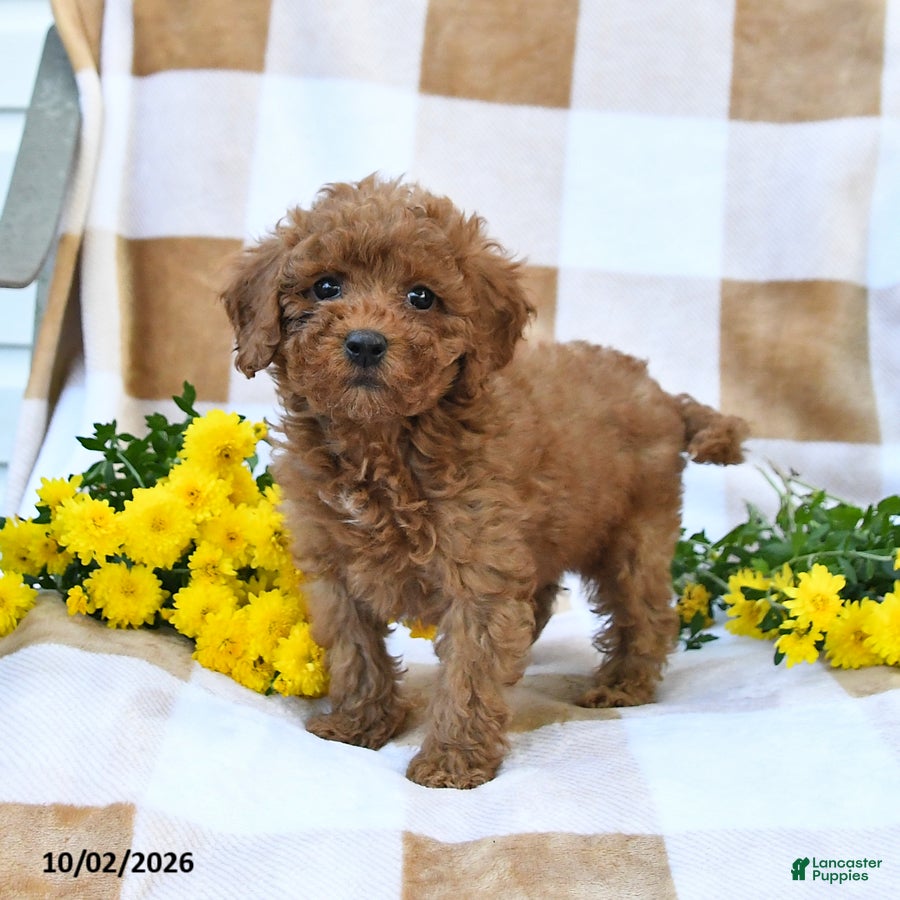 Cockapoo dogs Melody - Ad 2