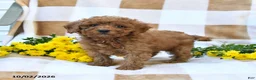Cockapoo dogs for sale: Melody - Ad 2