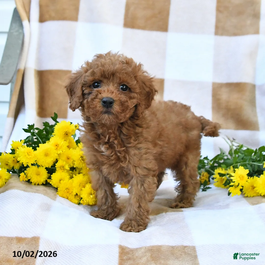 Cockapoo dogs for sale: Melody - Ad 2