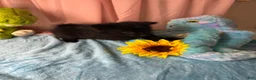 Pomeranian dogs for sale: Tony  - Ad 1