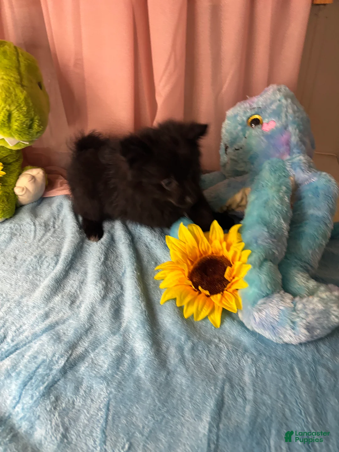 Pomeranian dogs for sale: Tony  - Ad 1