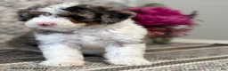 Mini Sheepadoodle dogs for sale: Amber - Ad 8