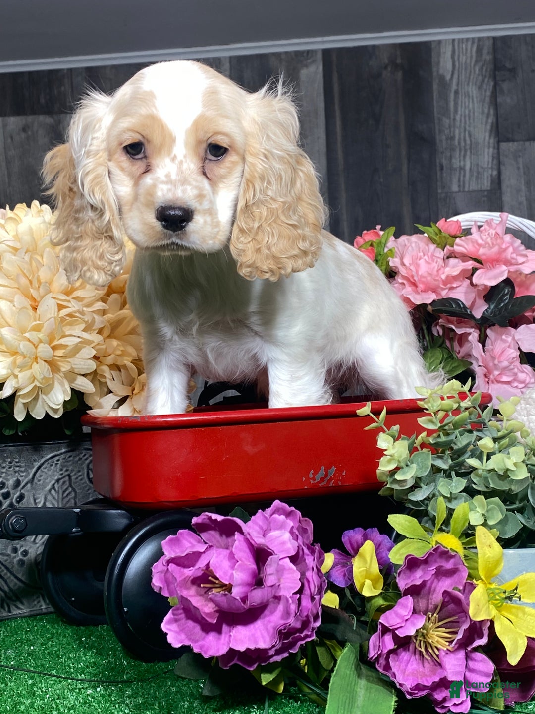 Cocker Spaniel dogs for sale: Onyx - Ad 5