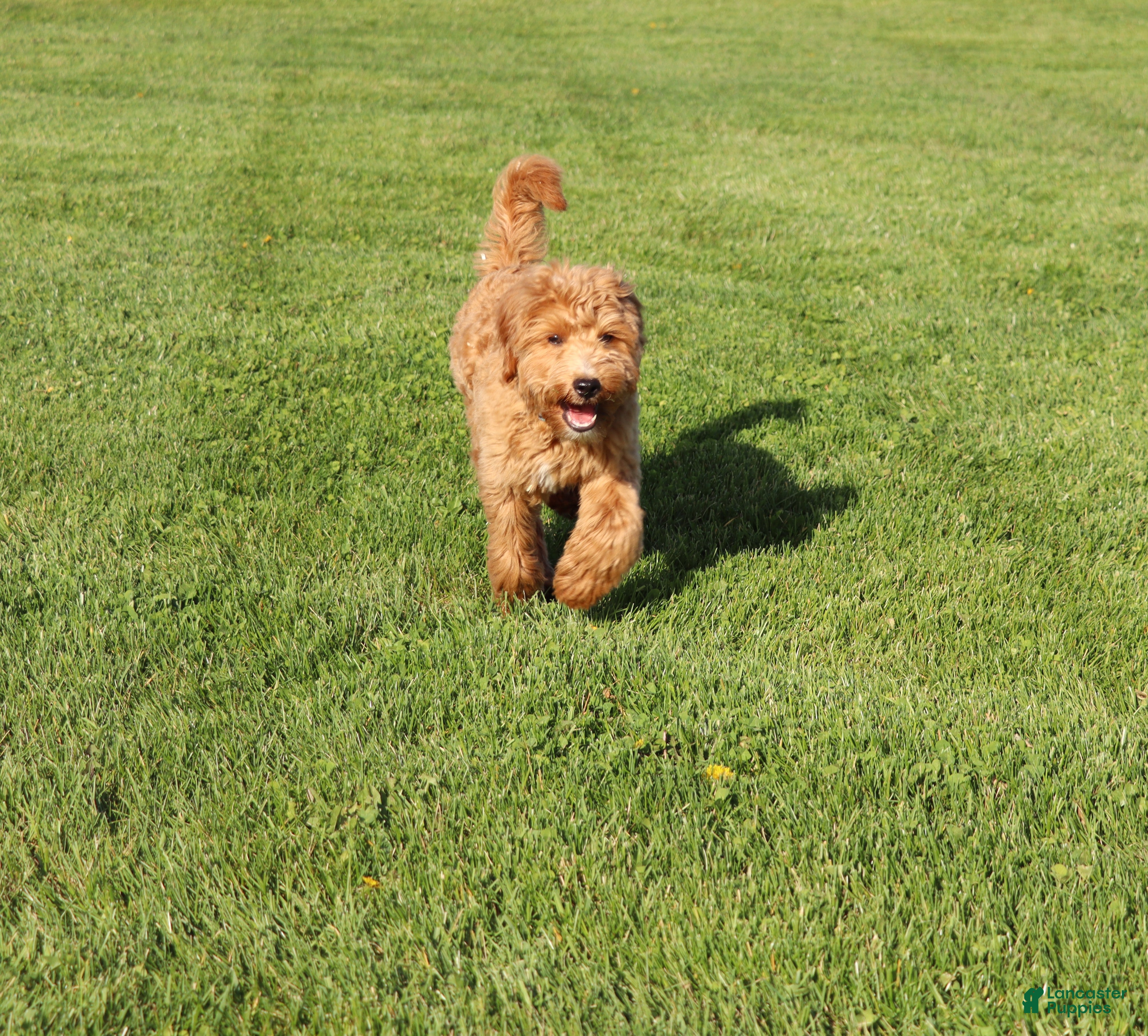 Mini Goldendoodle dogs Winslow 💙 GeneticCP-Basic Training - Ad 1
