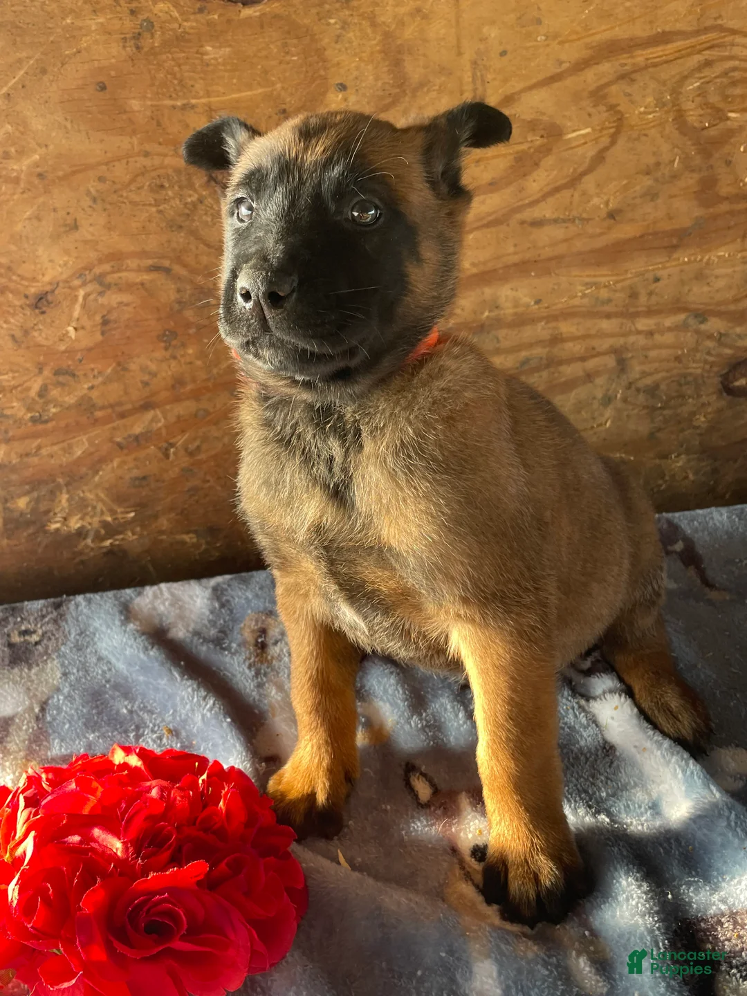 Belgian Malinois dogs for sale: Axel - Ad 2