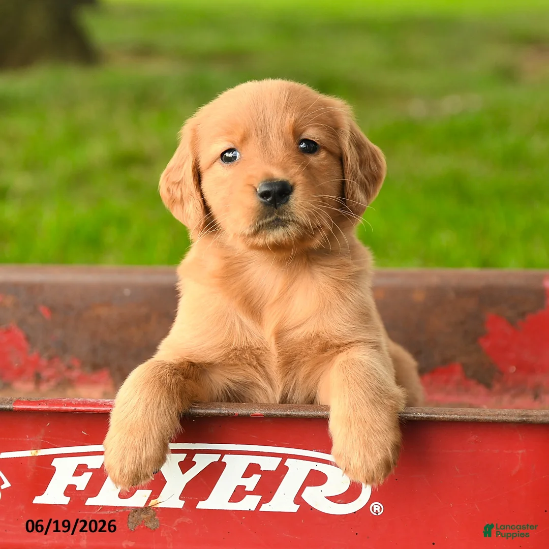 Golden Retriever dogs for sale: Chelsea - Ad 1