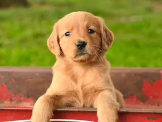 Golden Retriever dogs Chelsea - Ad 4