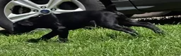 Cane Corso dogs for sale: Cain AKC red collar - Ad 8