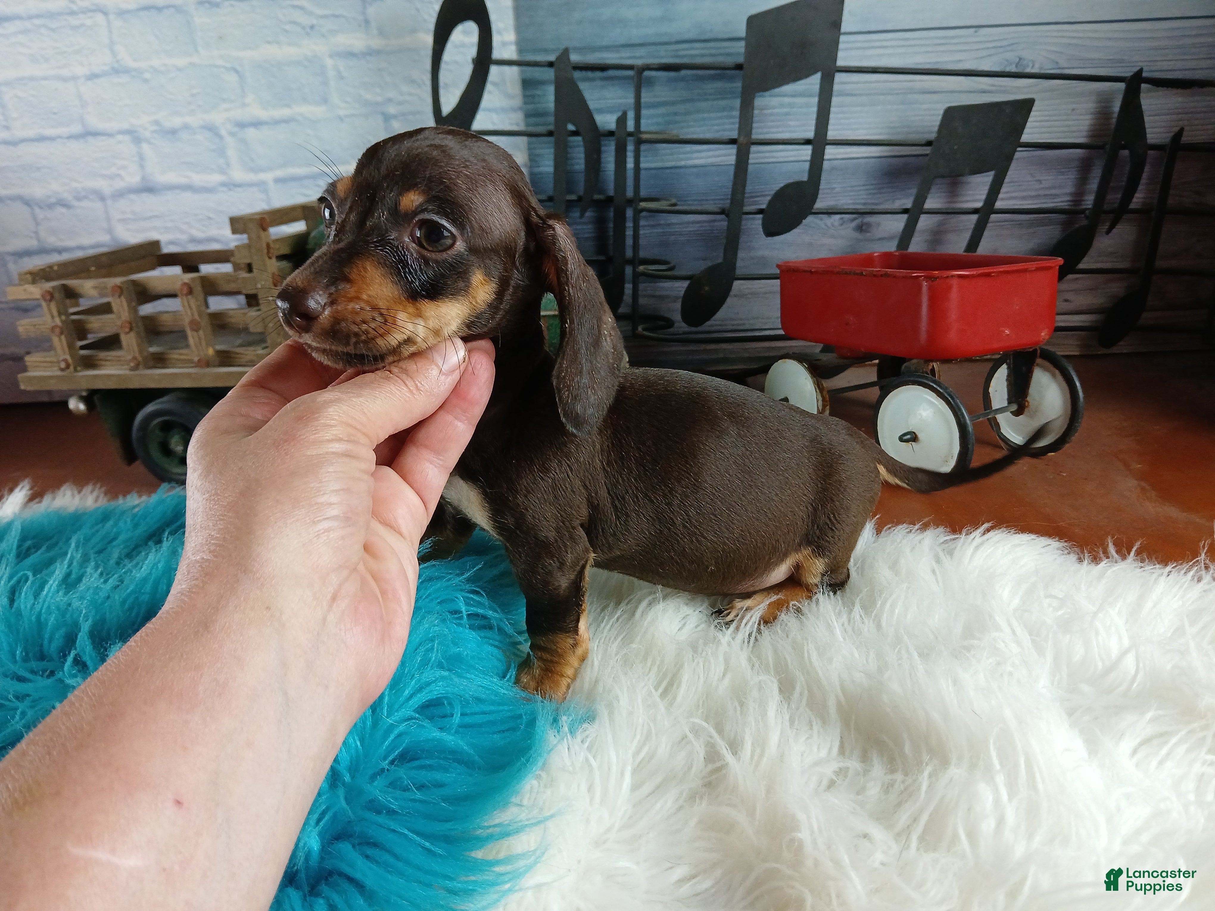 Miniature Dachshund dogs Suzies Chocolate boy. Hand Delivery  - Ad 18