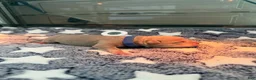 American Bully dogs for sale: American Bully 2 - Ad 2