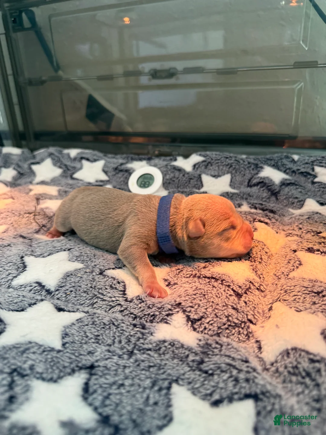 American Bully dogs for sale: American Bully 2 - Ad 2