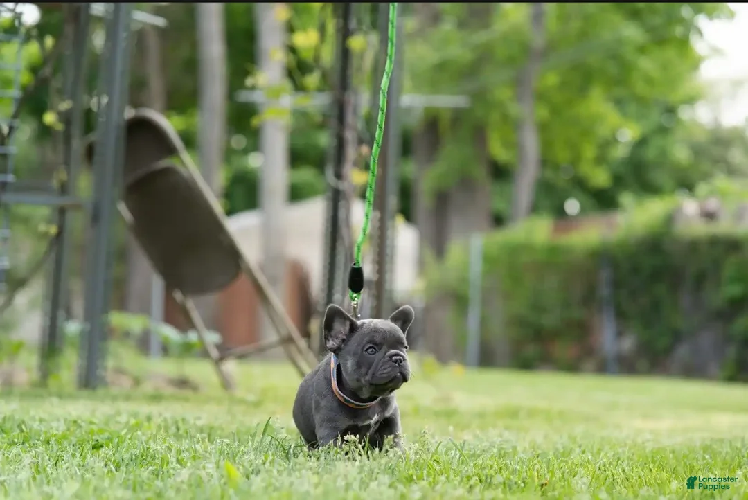 French Bulldog dogs for sale: French Bulldog Puppy 2 - Ad 2