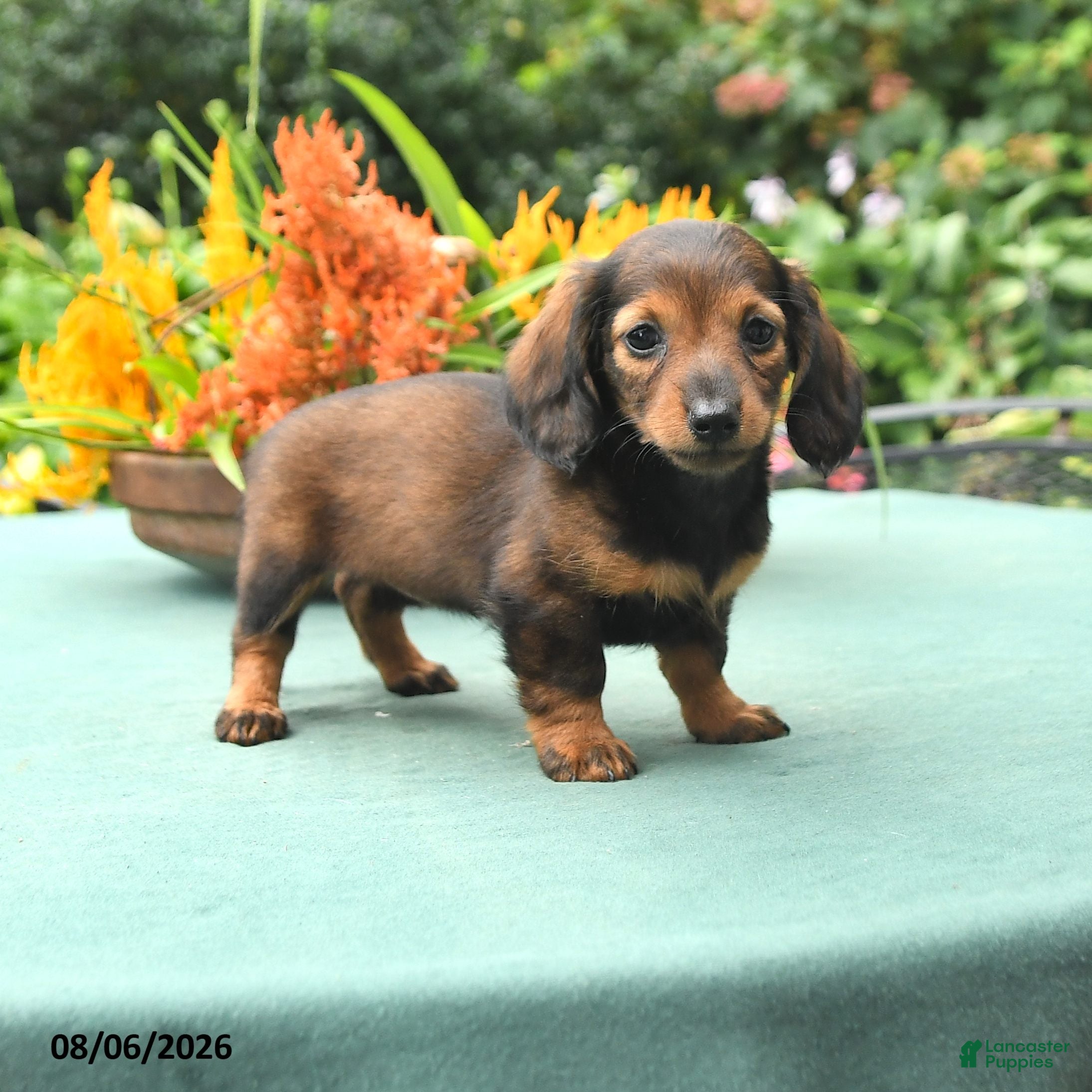 Dachshund dogs Tina - Ad 1