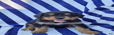 Arlow Golden Mountain Dog