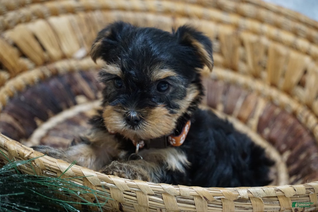 Yorkshire Terrier dogs for sale: Daisy - Ad 5