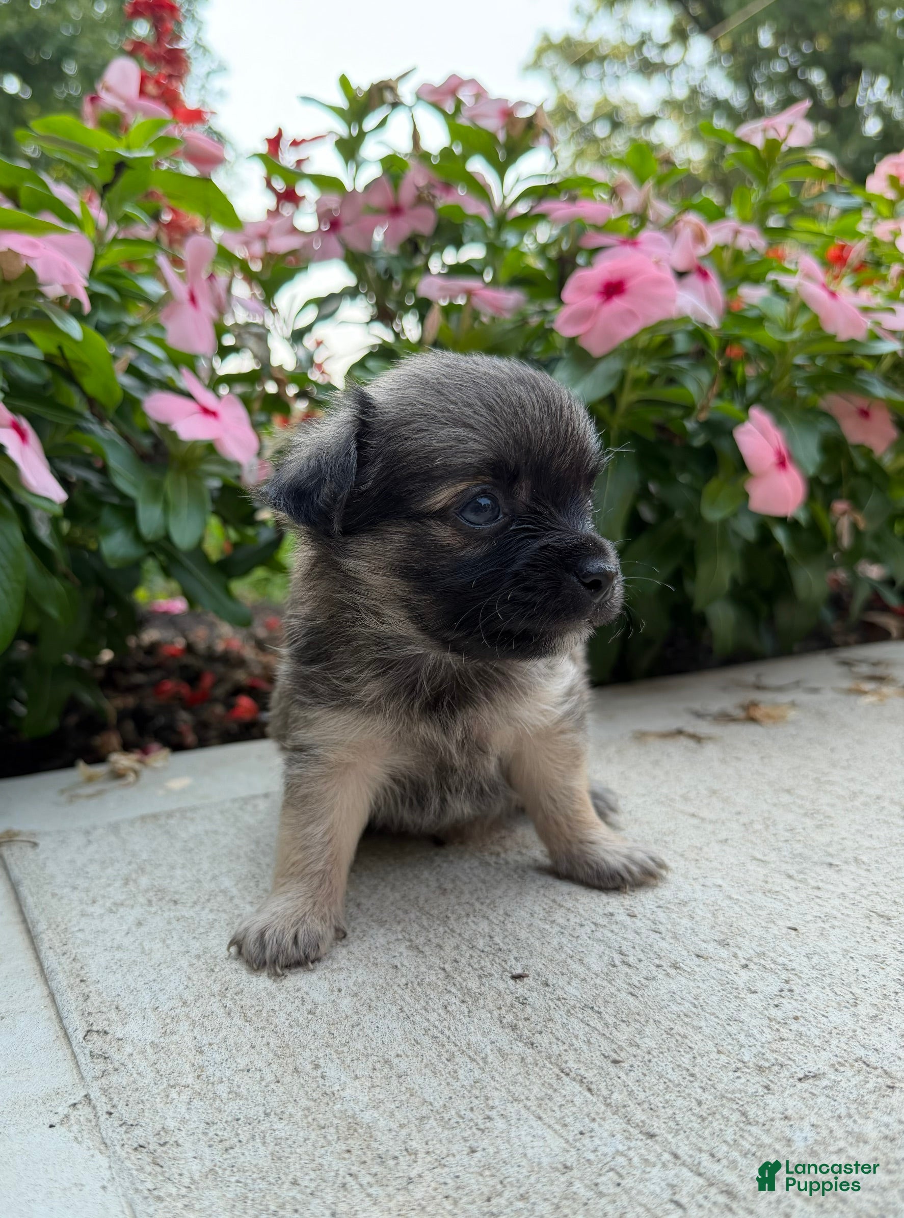 Chihuahua dogs Lance - Ad 1