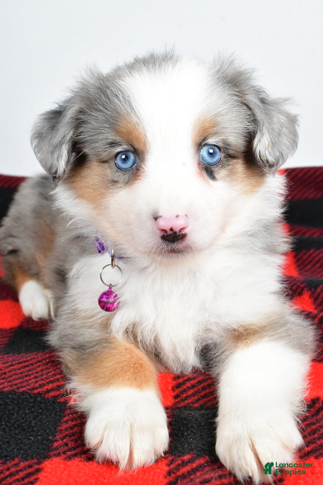 Miniature Australian Shepherd dogs for sale: Jenny - Ad 5