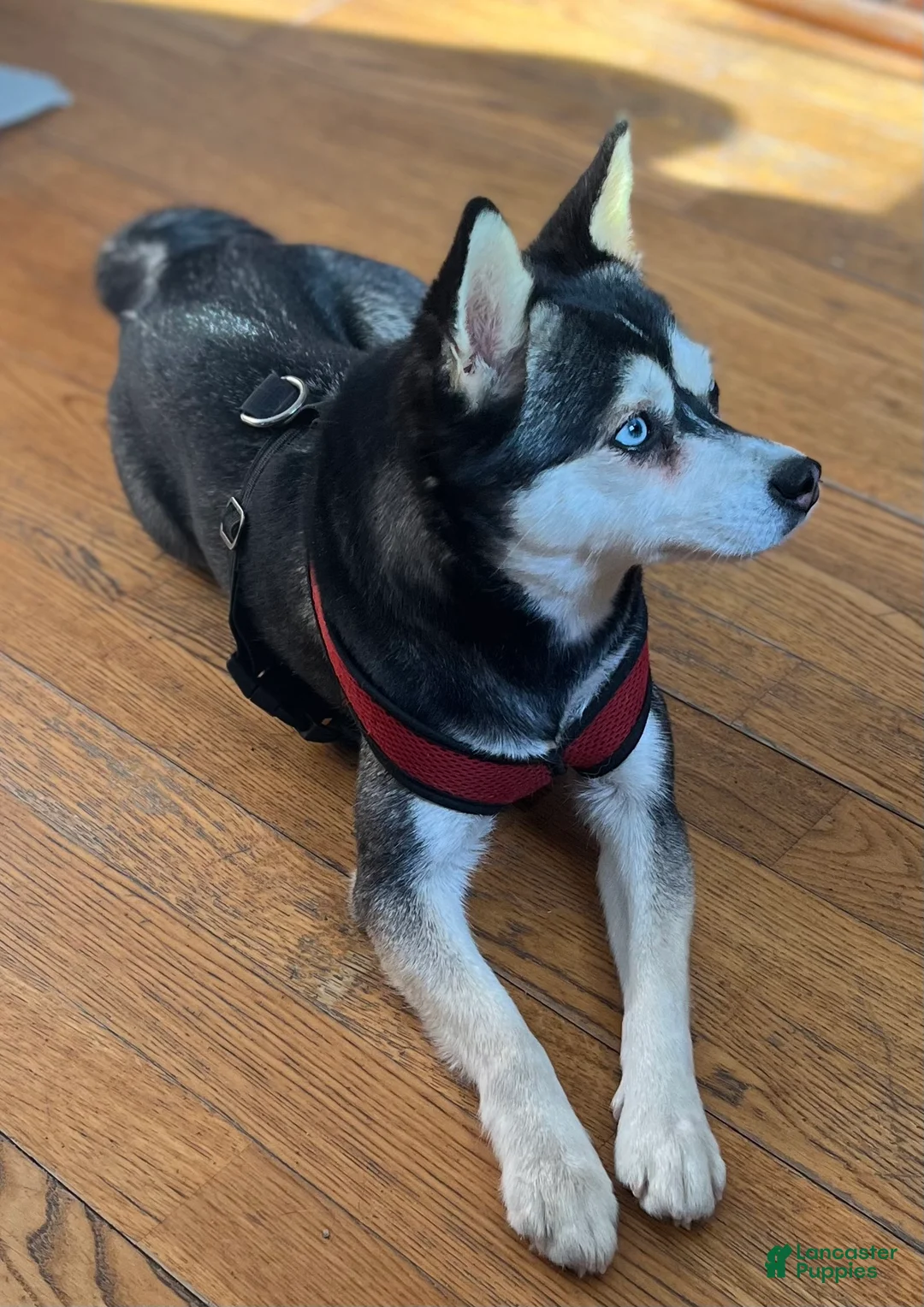 Alaskan Klee Kai dogs for sale: Alaskan Klee Kai Puppy 1 - Ad 2
