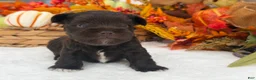 Miniature Schnauzer dogs for sale: Lexie Male 2 AKC Liver Color Mega Coat - Ad 2