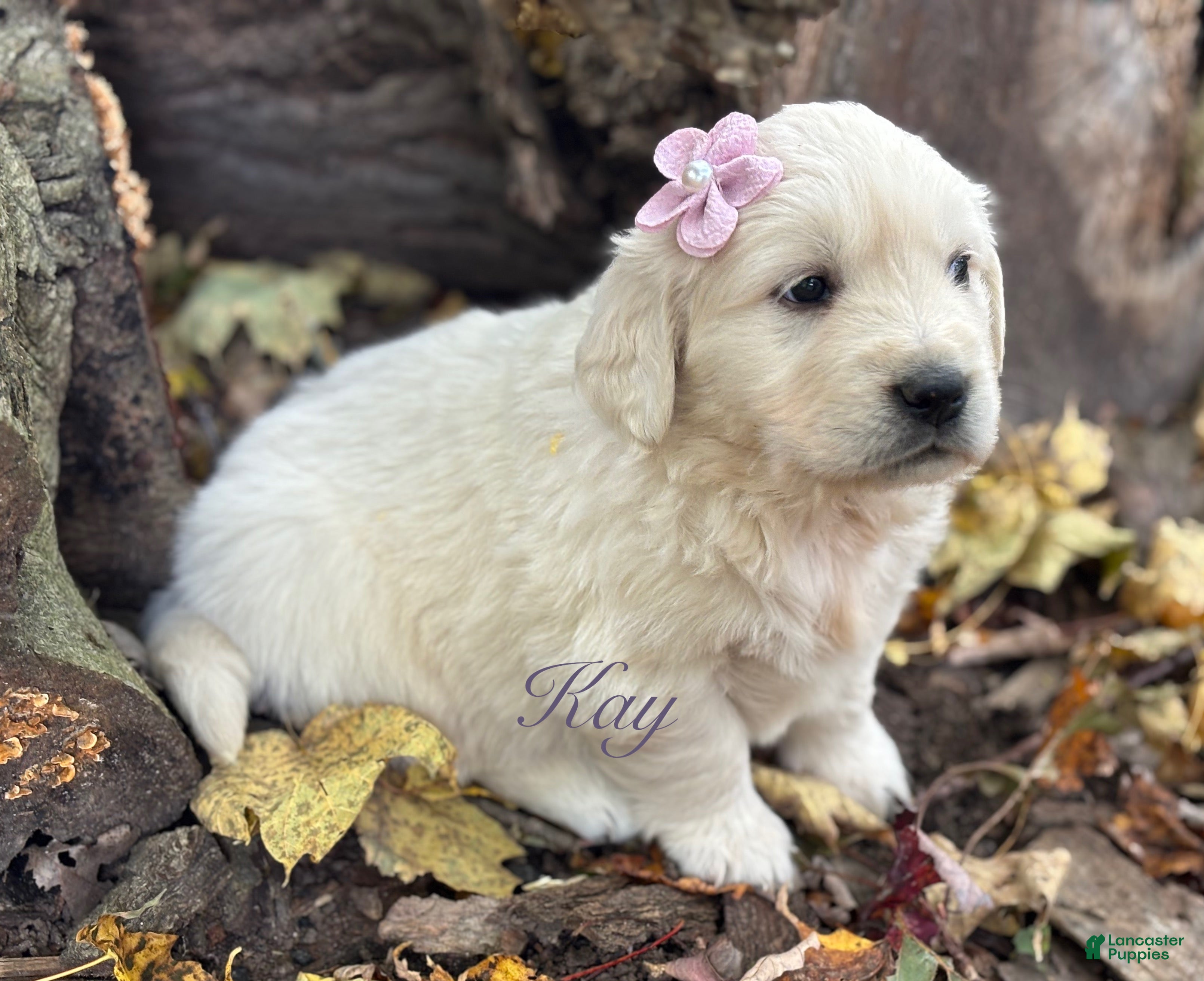 Golden Retriever dogs Kay - Ad 35