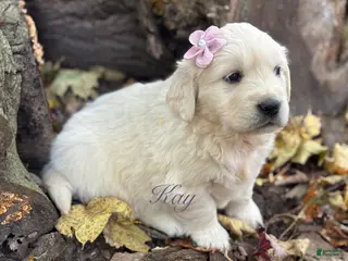 Golden Retriever dogs Kay - Ad 35