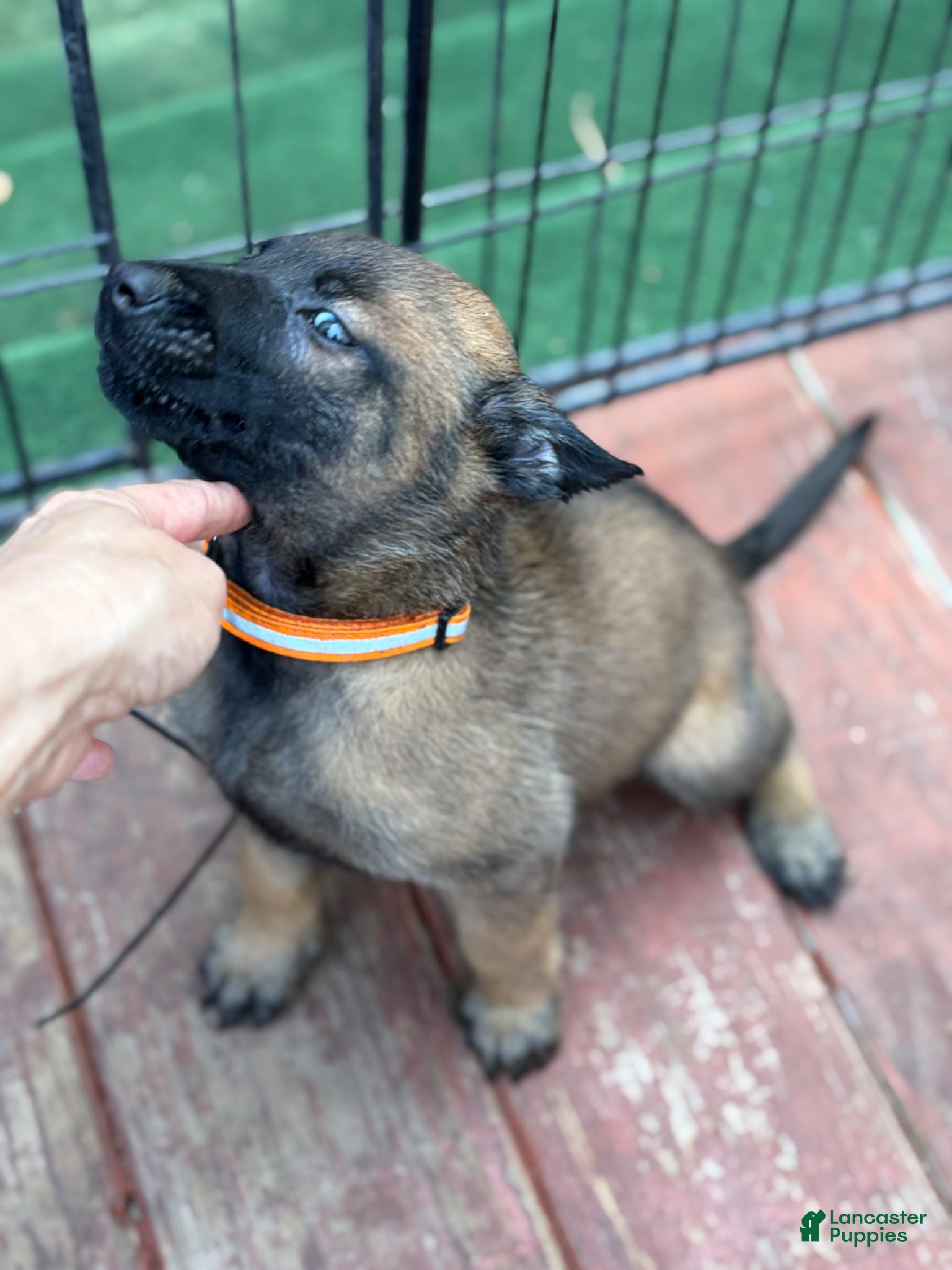 Belgian Malinois dogs Belgian Malinois Puppy 8 - Ad 7
