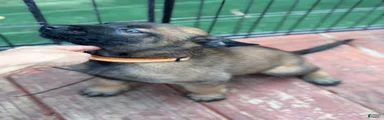 Belgian Malinois Puppy 8