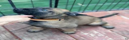 Belgian Malinois dogs for sale: Belgian Malinois Puppy 8 - Ad 1