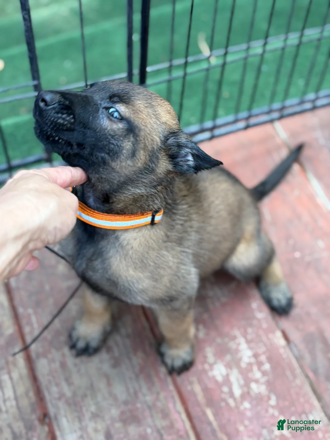 Belgian Malinois dogs for sale: Belgian Malinois Puppy 8 - Ad 1