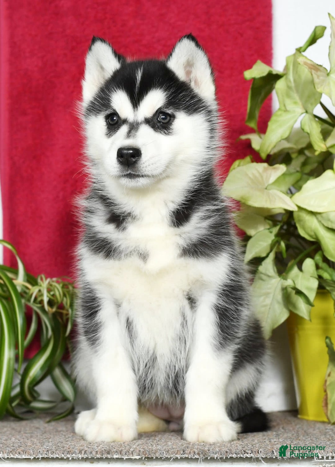 Gallery Image {{count}}