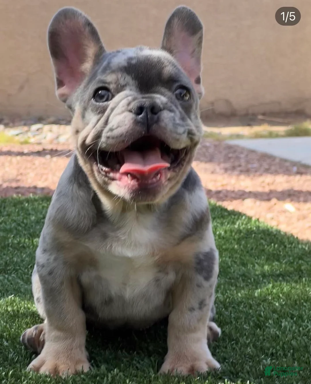 Gallery Image {{count}}