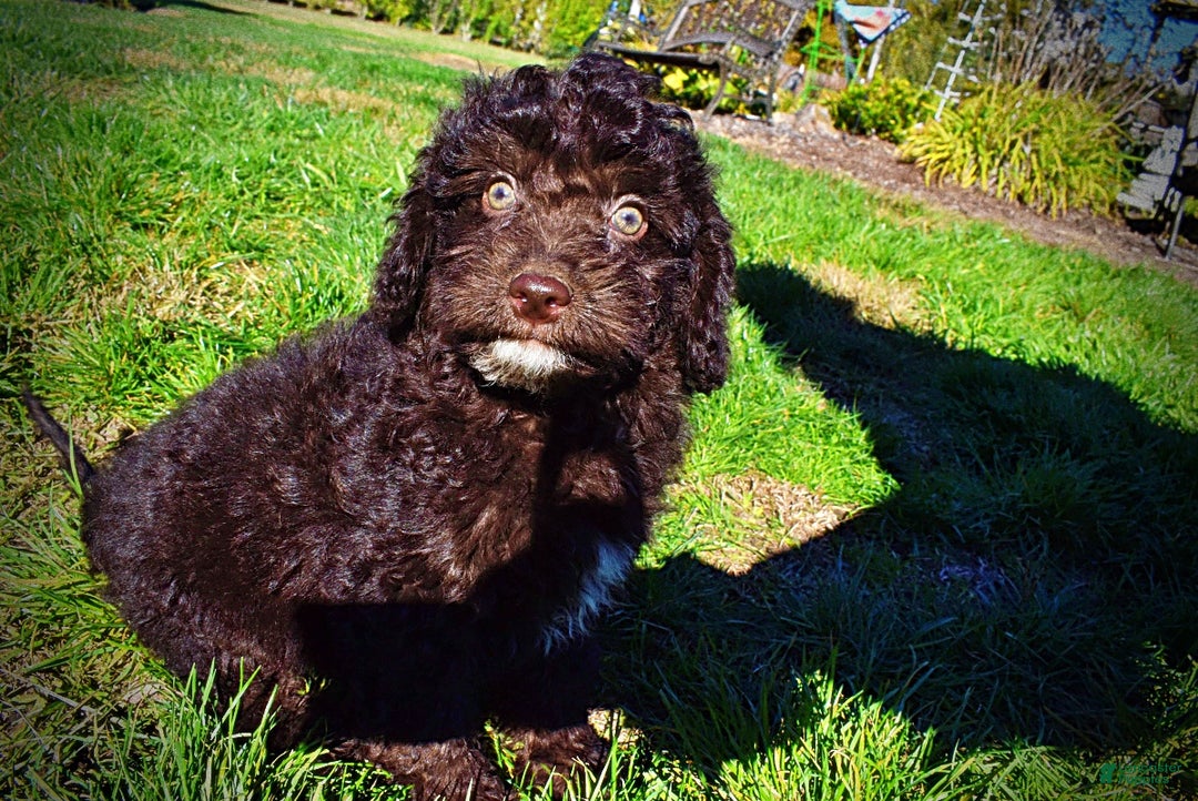 Havapoo dogs for sale: Iggy - Ad 13