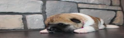 Akita dogs for sale: AKC Piper - Ad 4