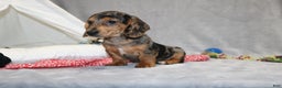 Miniature Dachshund dogs for sale: Bruno - Ad 4