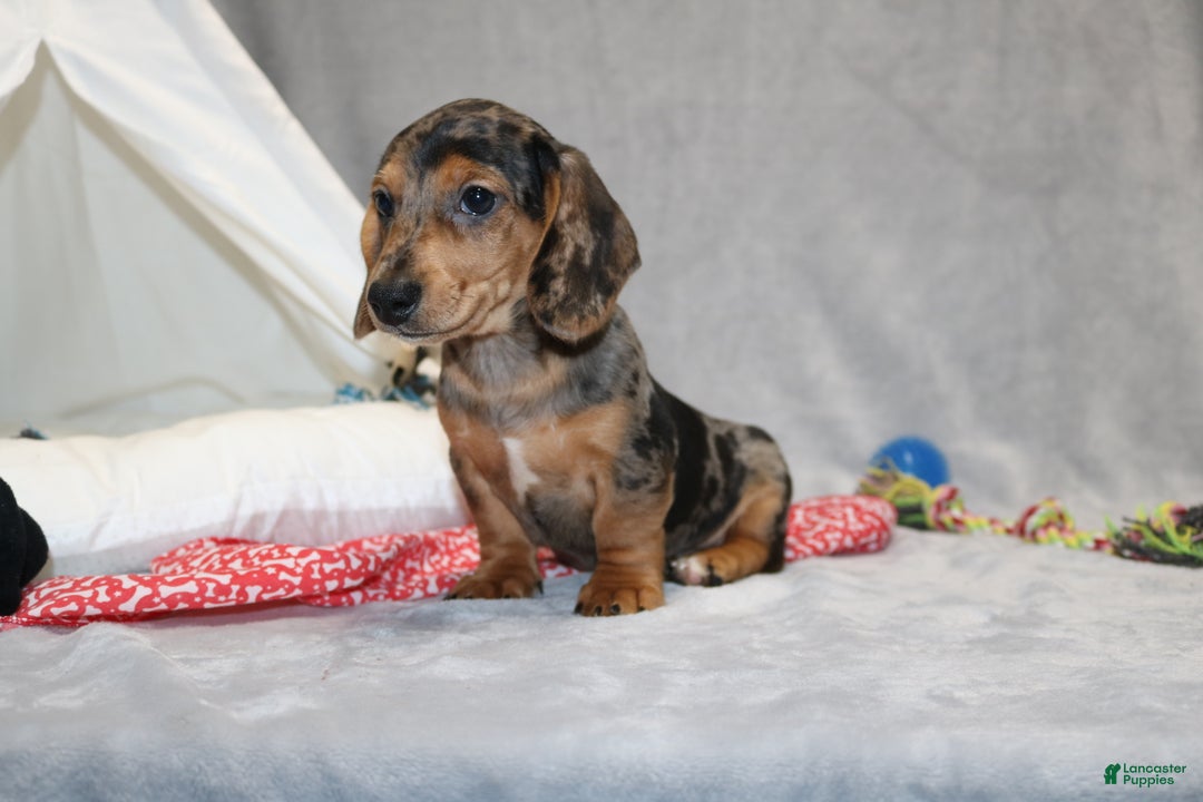 Miniature Dachshund dogs for sale: Bruno - Ad 4