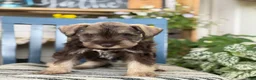 Miniature Schnauzer dogs for sale: Smokey - Ad 16