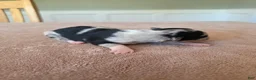 Border Collie dogs for sale: Gypsy - Ad 3