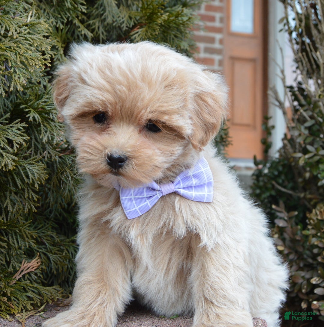 Maltipoo dogs for sale: Mabel - Ad 12