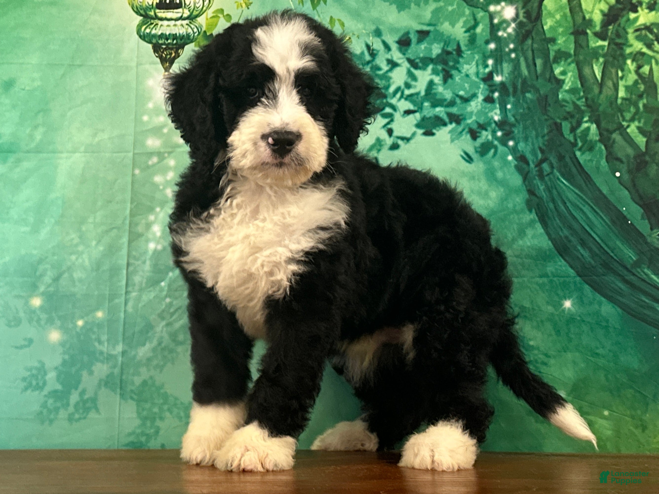Bernedoodle dogs Billy - Ad 2