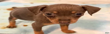 Miniature Pinscher Puppy 6