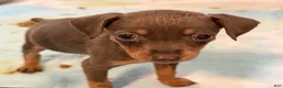Miniature Pinscher dogs for sale: Miniature Pinscher Puppy 6 - Ad 1