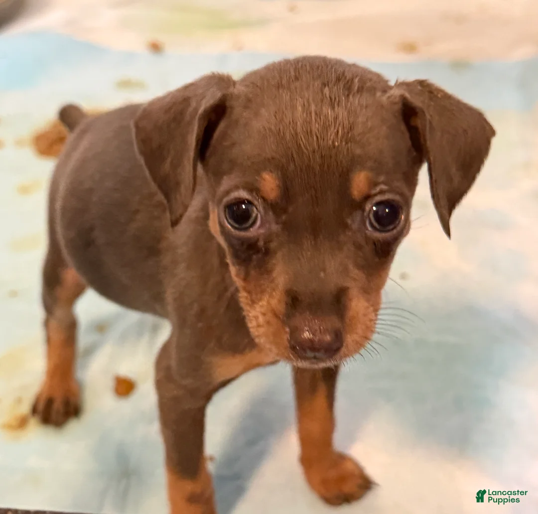 Miniature Pinscher dogs for sale: Miniature Pinscher Puppy 6 - Ad 1