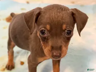 Miniature Pinscher dogs Miniature Pinscher Puppy 6 - Ad 20