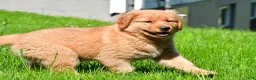 Golden Retriever dogs for sale: Axel - Ad 3