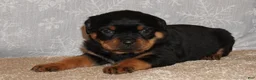 Rottweiler dogs for sale: Freya - Ad 1