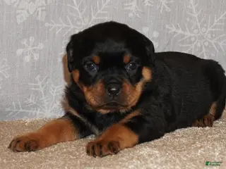 Rottweiler dogs Freya - Ad 31