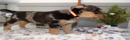 Mixed Breed dogs for sale: Mixed Breed Puppy 4 Roddy - Ad 3