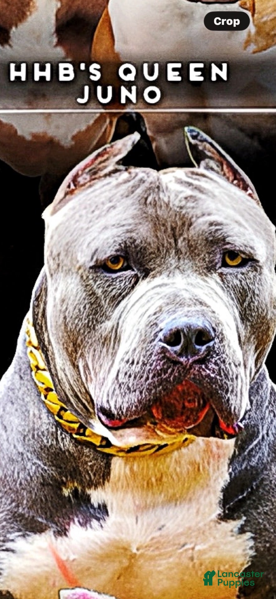 American Bully dogs American Bully 3 - Ad 2